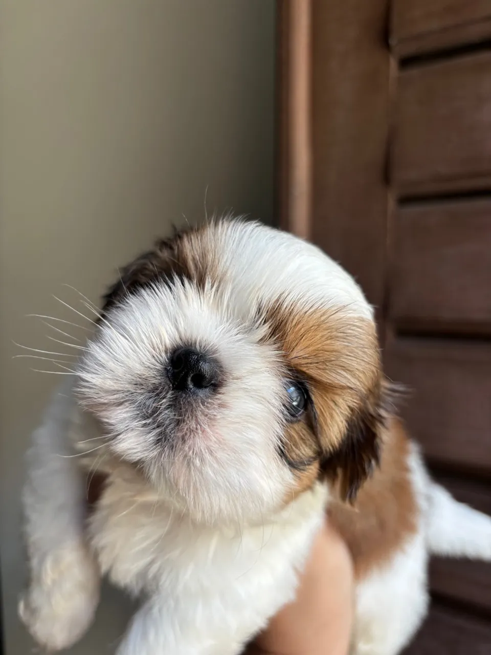 Filhote de Shih Tzu macho shitzu