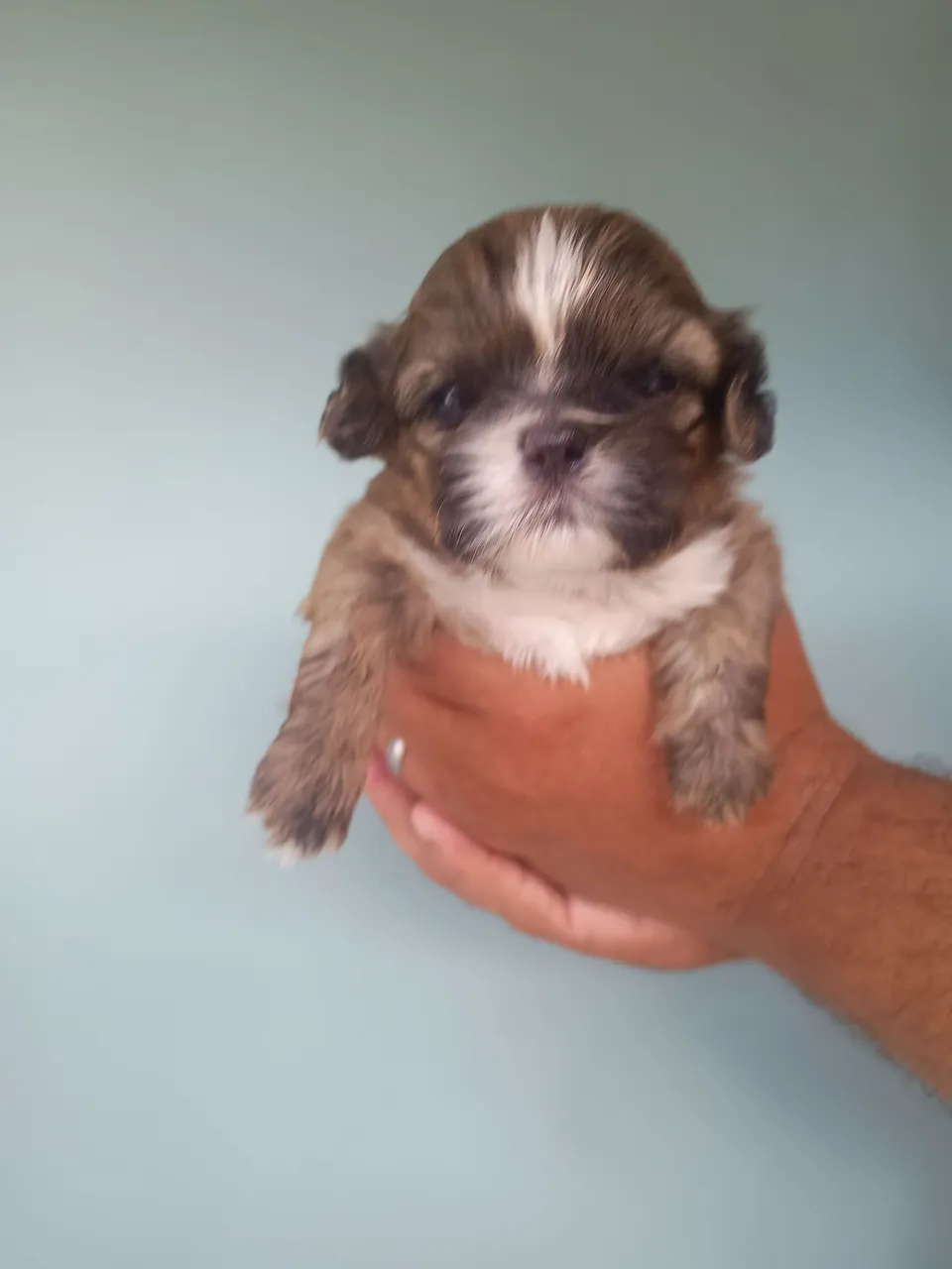 Vendo Filhote Shih Tzu macho