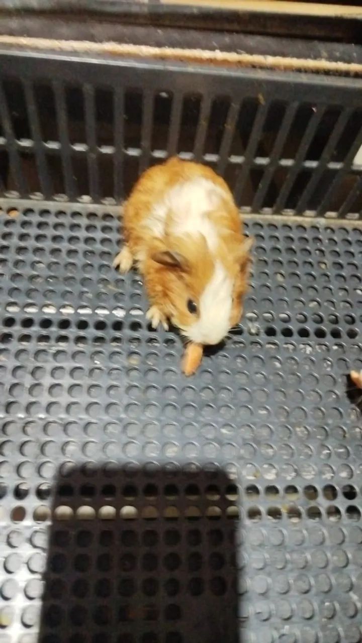 Porquinhos da Índia  - Foto 5