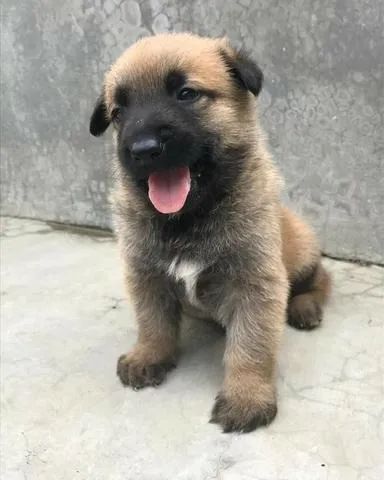 Pastor Belga Filhotes na Cor Fulvo - Foto 2