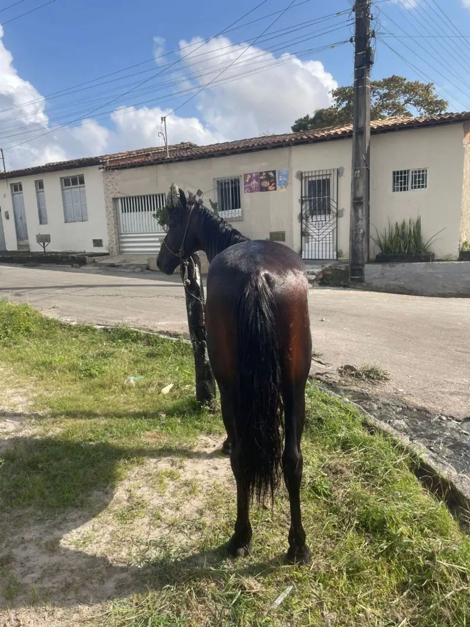 Vende-se esse cavalo 