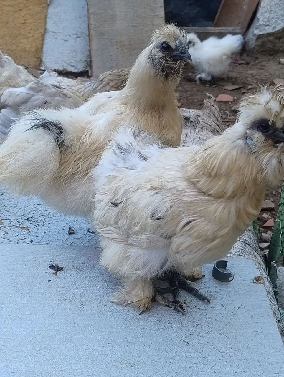Galinha sedosa 64651194013186121