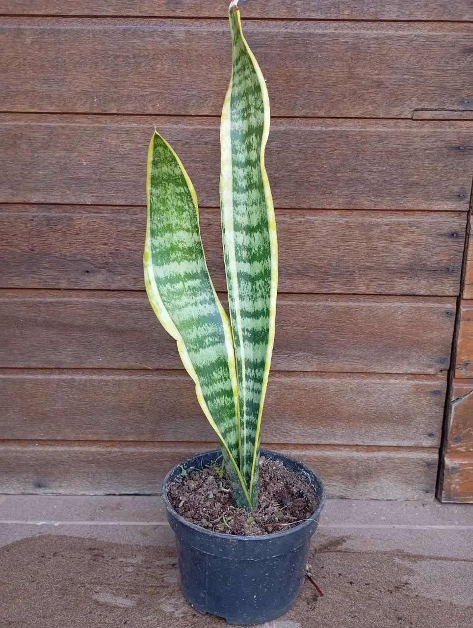 Muda Espada de Santa Barbara 40cm - Foto 3