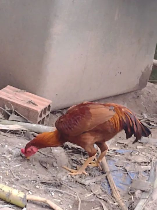 Vende se galo ,patos,e perus