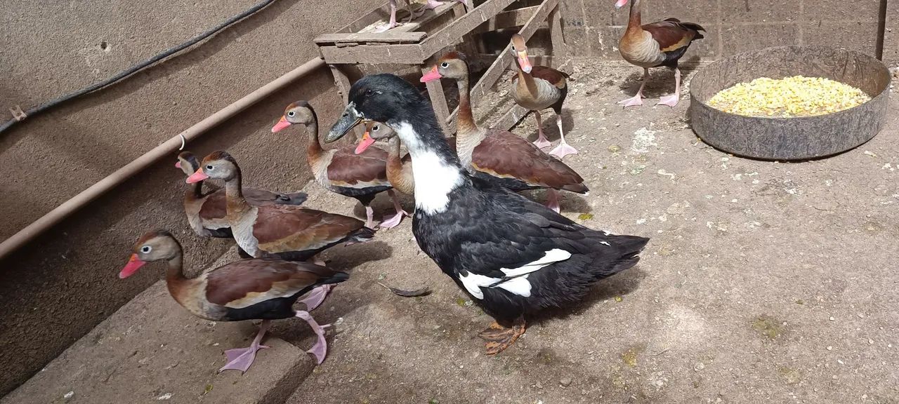 Patos e marrecas saudáveis.