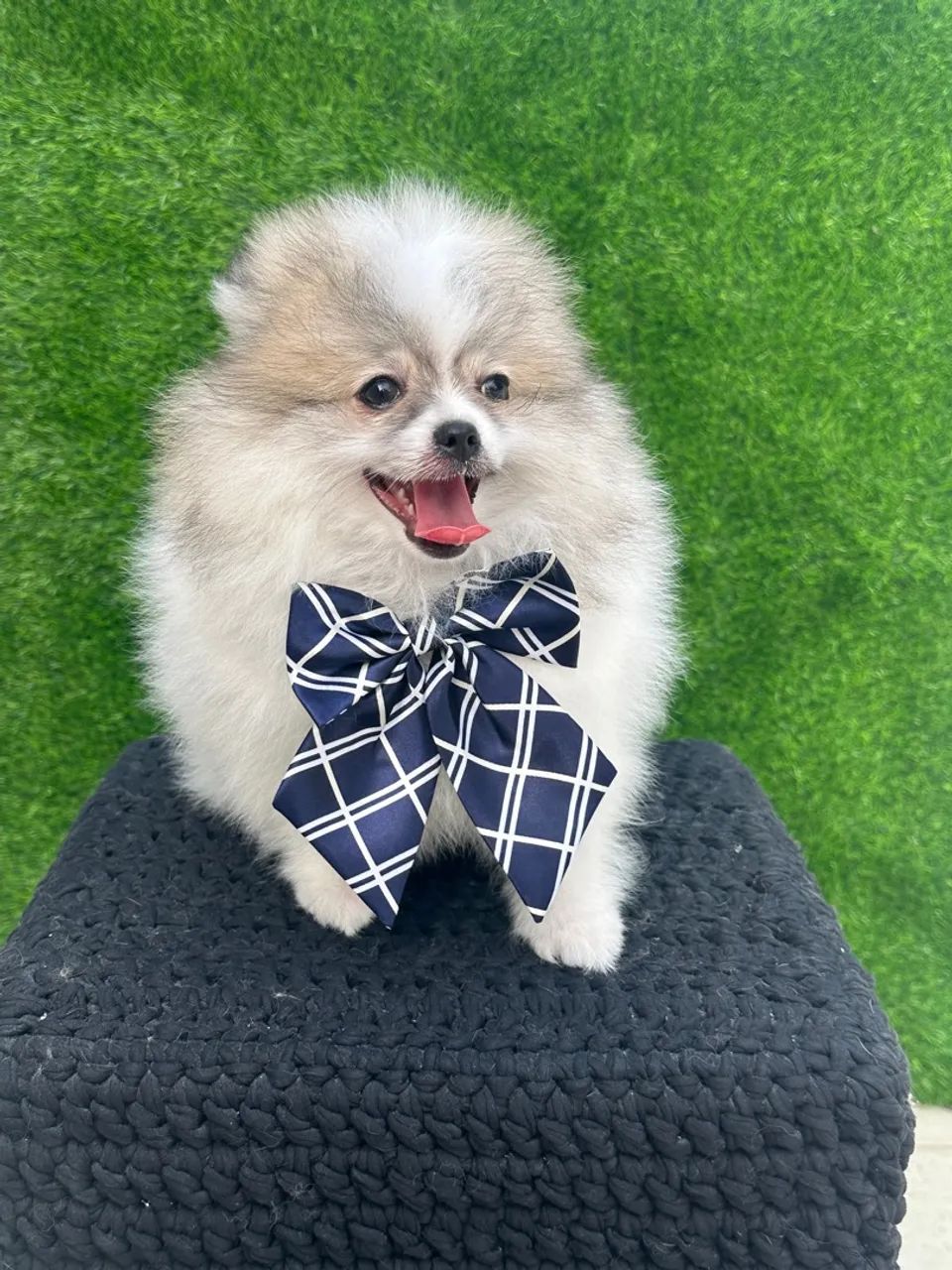 Spitz alemão anão - Foto 3