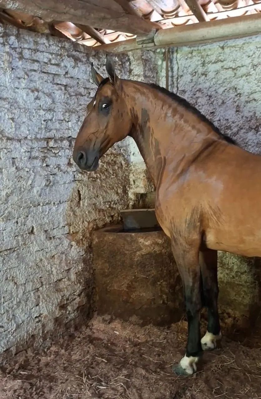 CASTRADO LUXOOOOO (marcha picada) - Foto 4