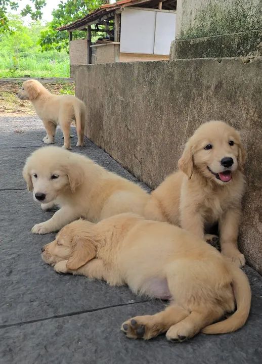 Filhotes Golden Retriever - Lindos e Saudaveis