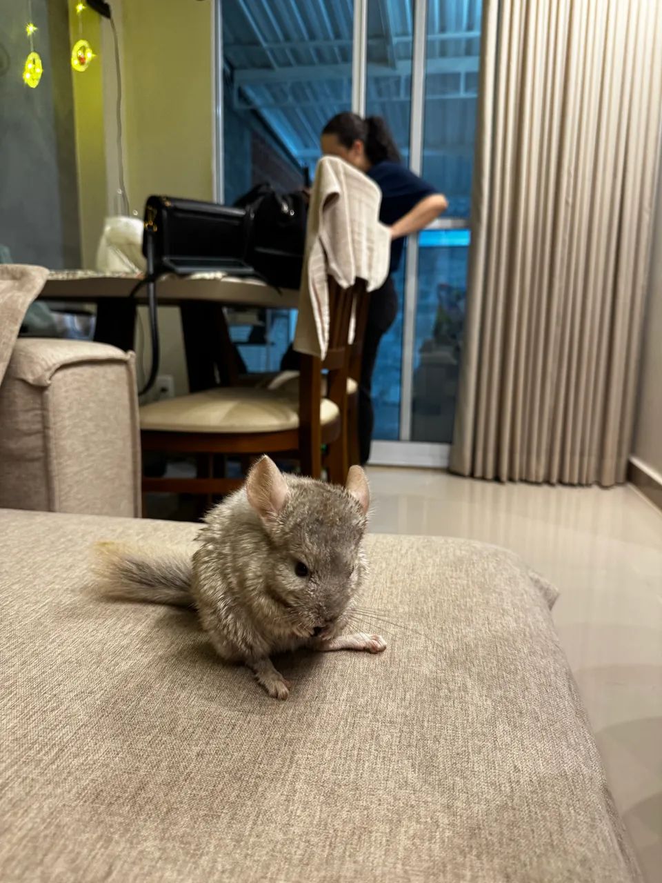 Chinchila macho - Foto 3