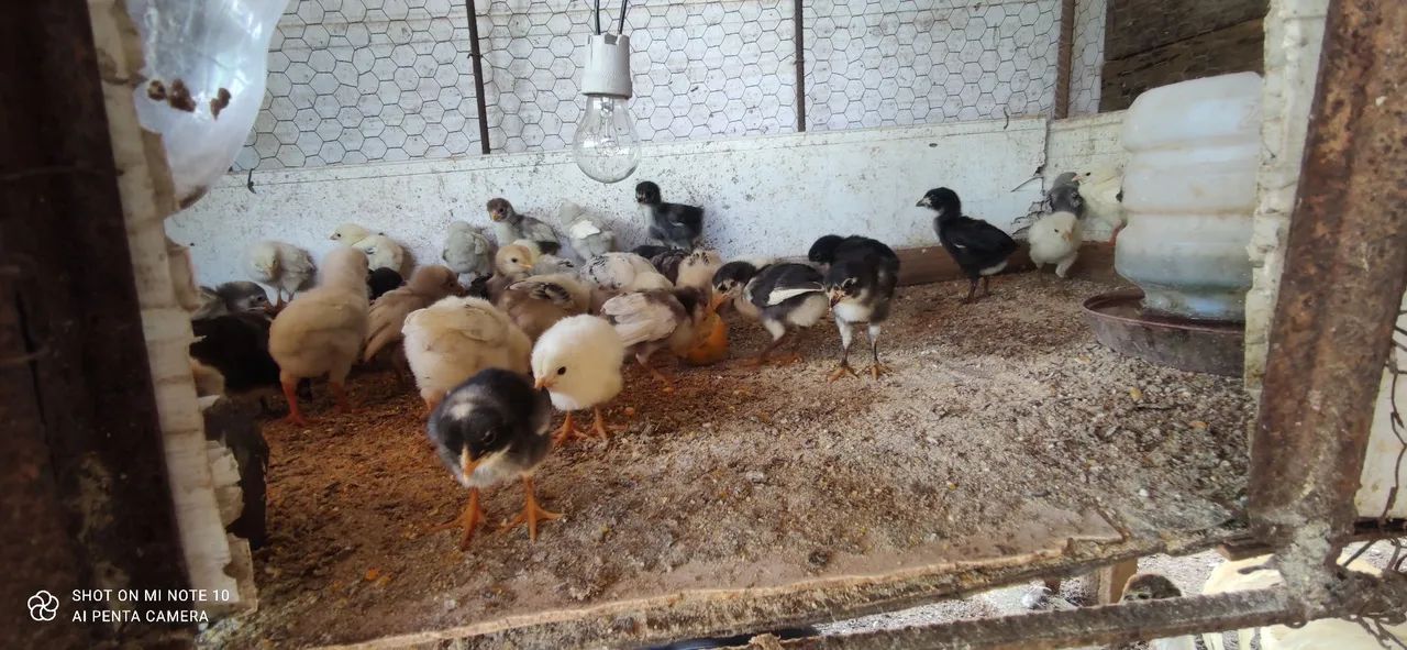 Pintinhos caipira  - Foto 4