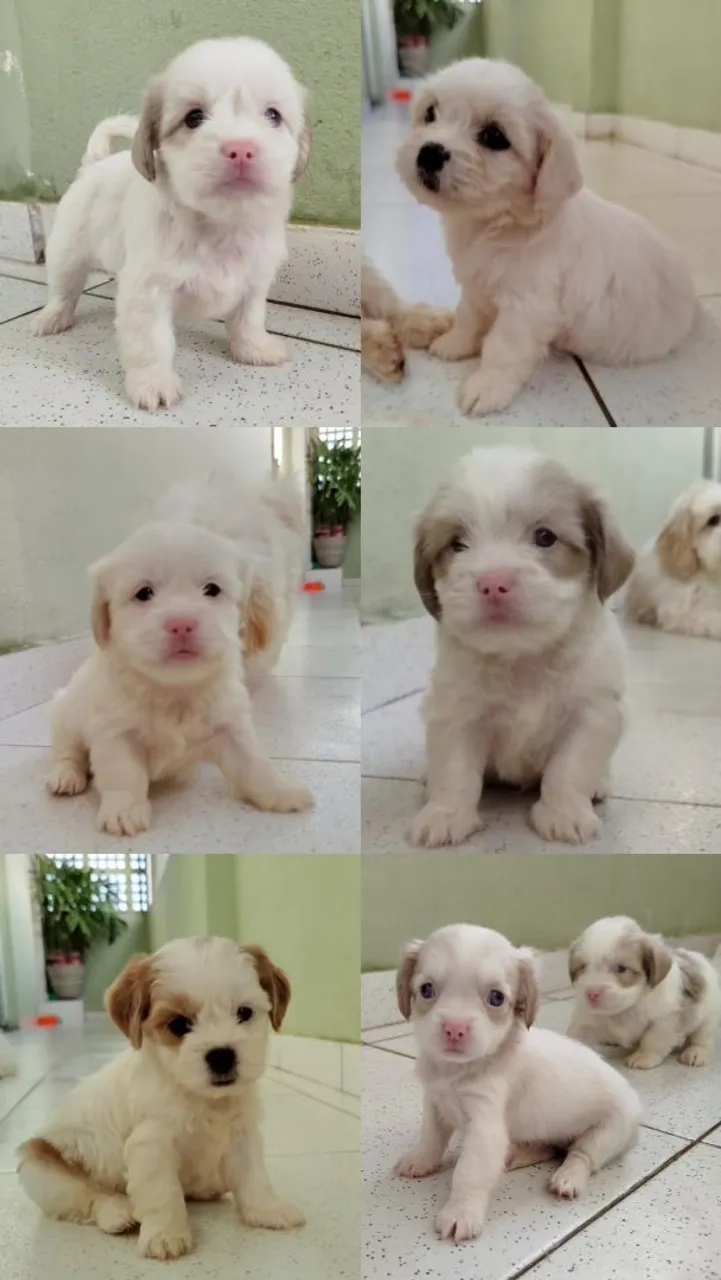 *FILHOTES PUROS DE LHASA APSO*