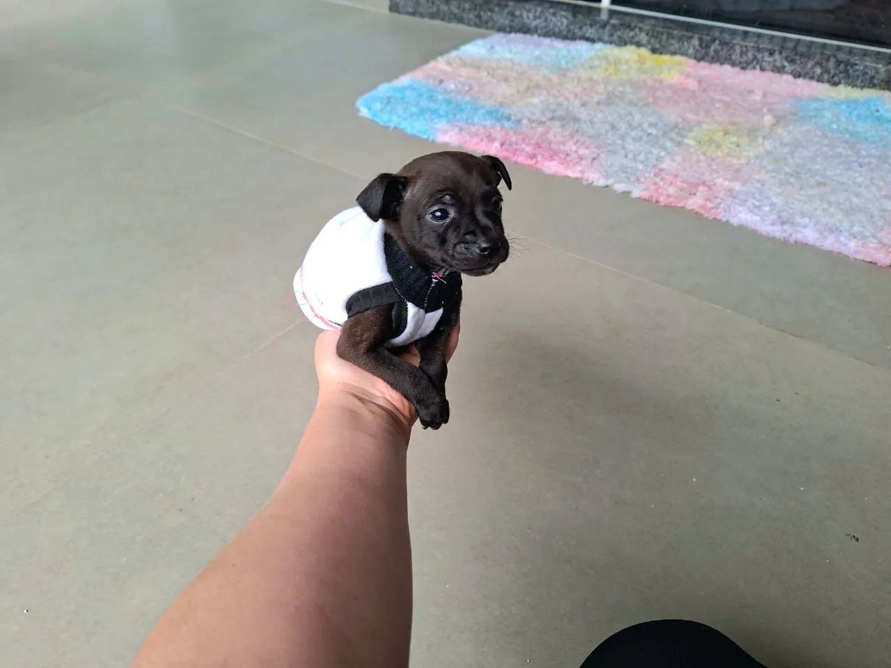 Pinscher baby macho 