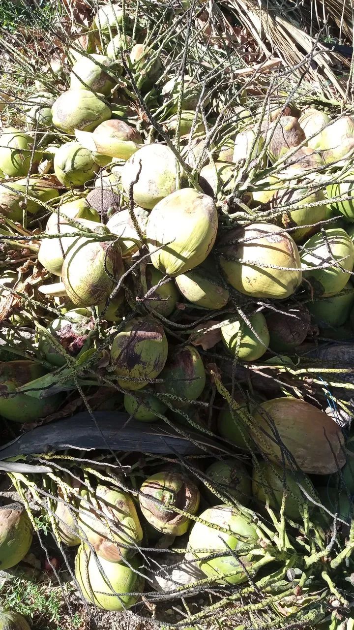 Coco verde 64304159009794121