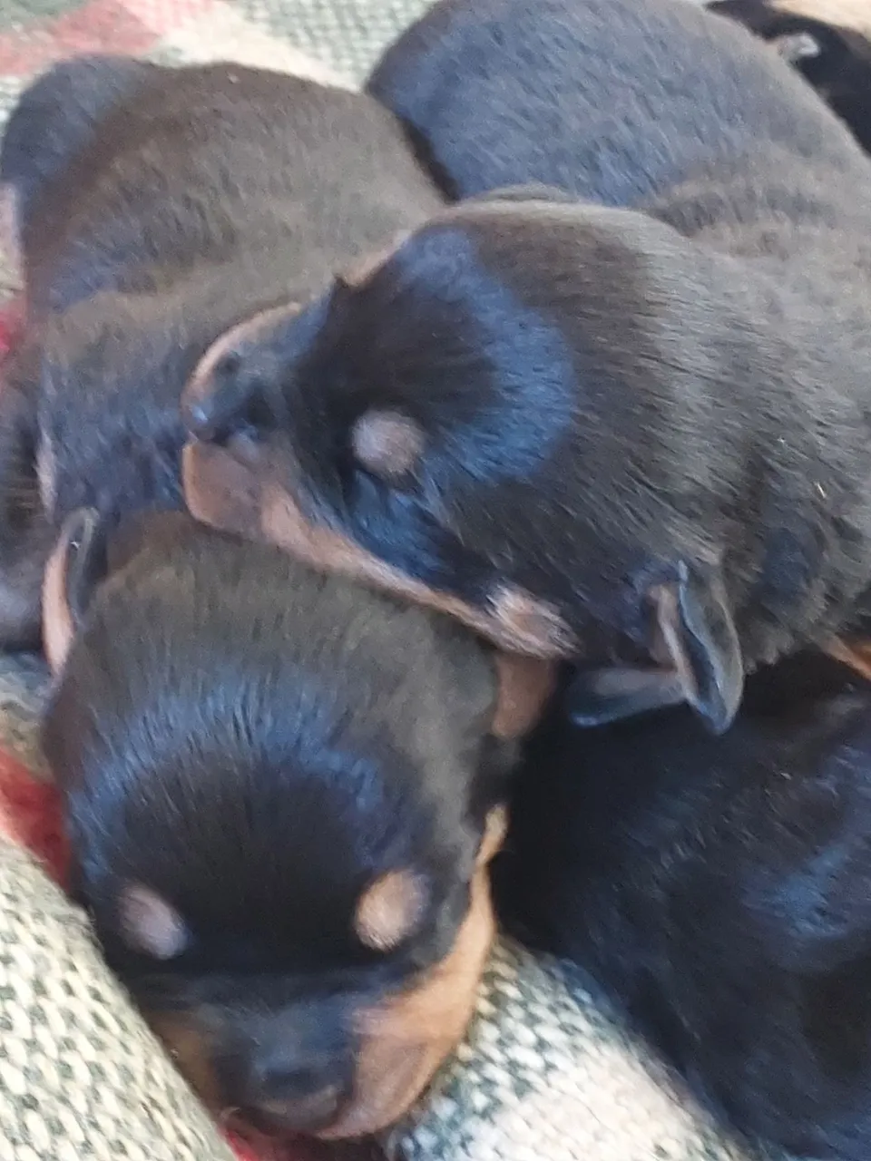 Filhotes de Rottweiler em busca de um lar!