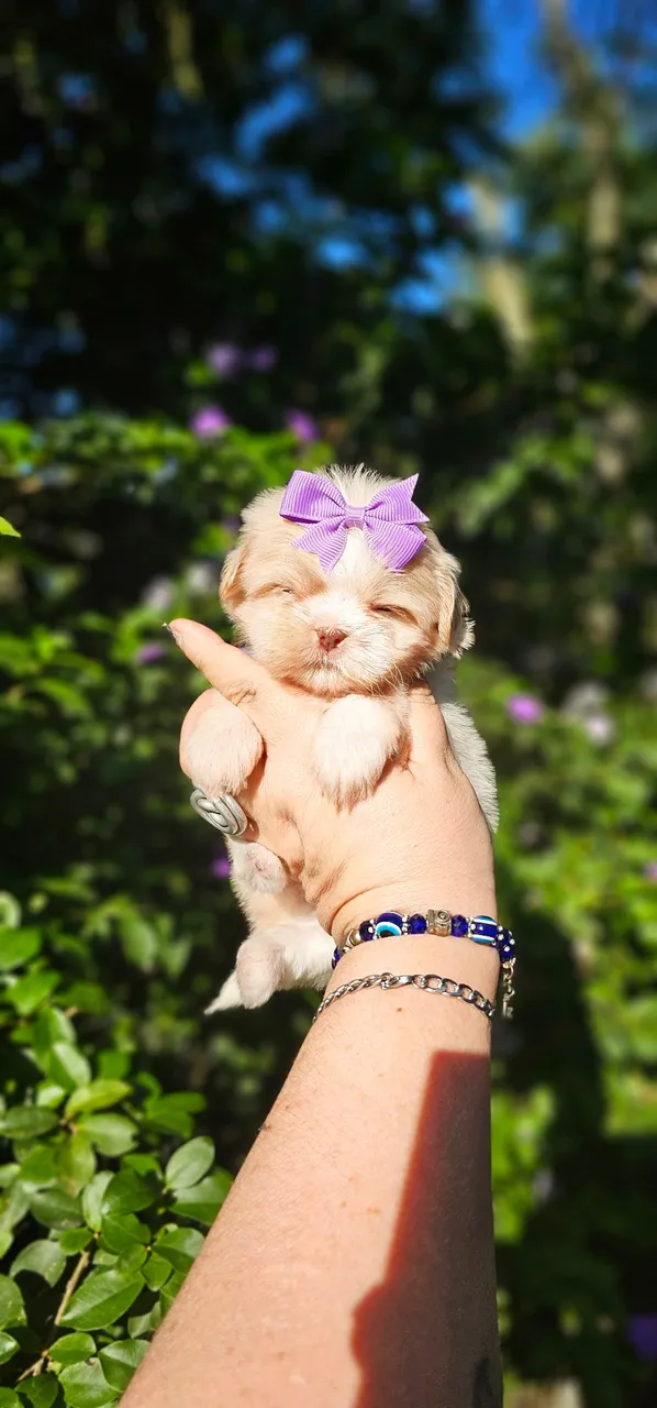 Shih-tzu Linda Demais - Diferenciada
