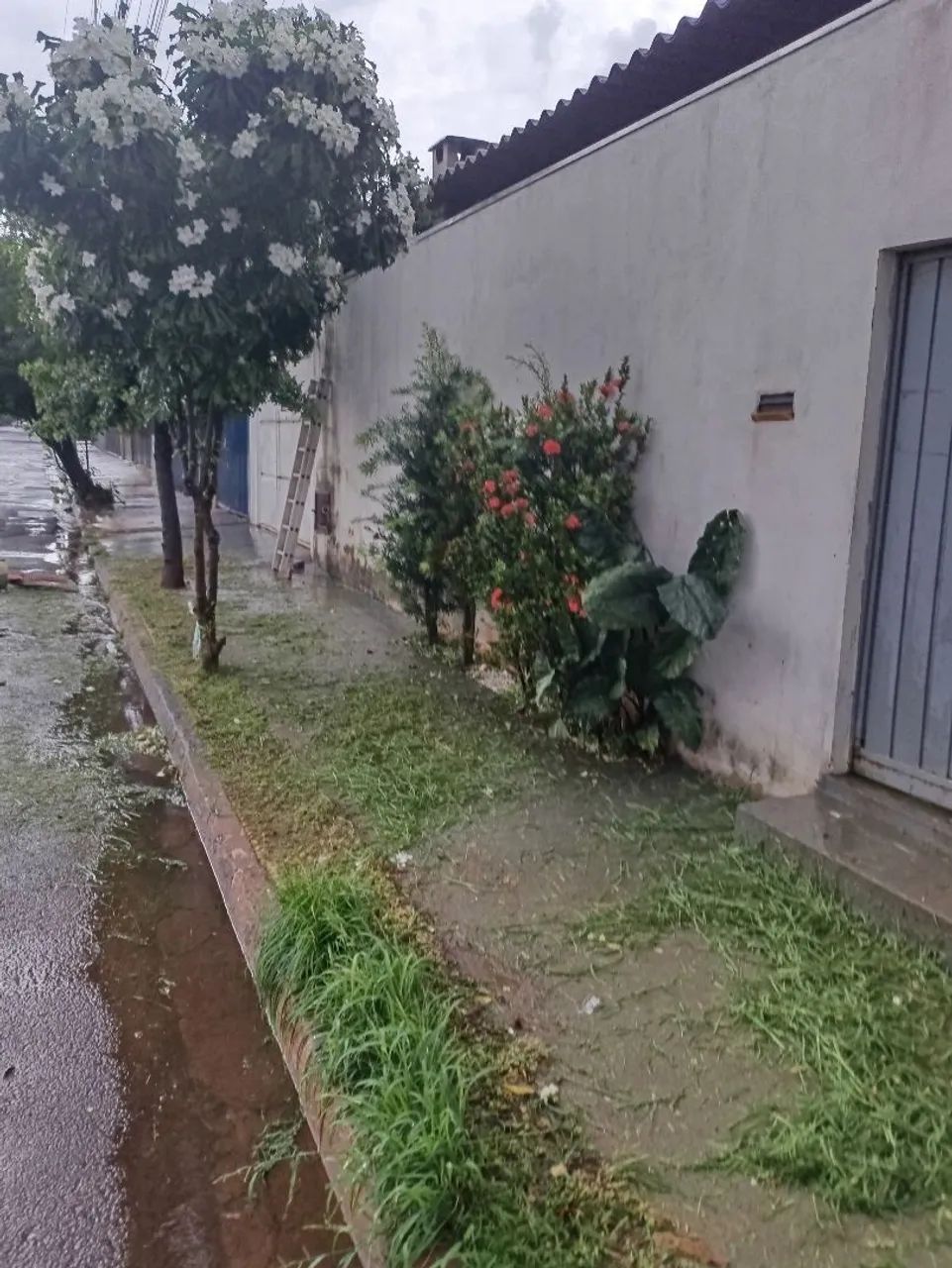 Serviço de jardinagem e limpeza de estofados   - Foto 4