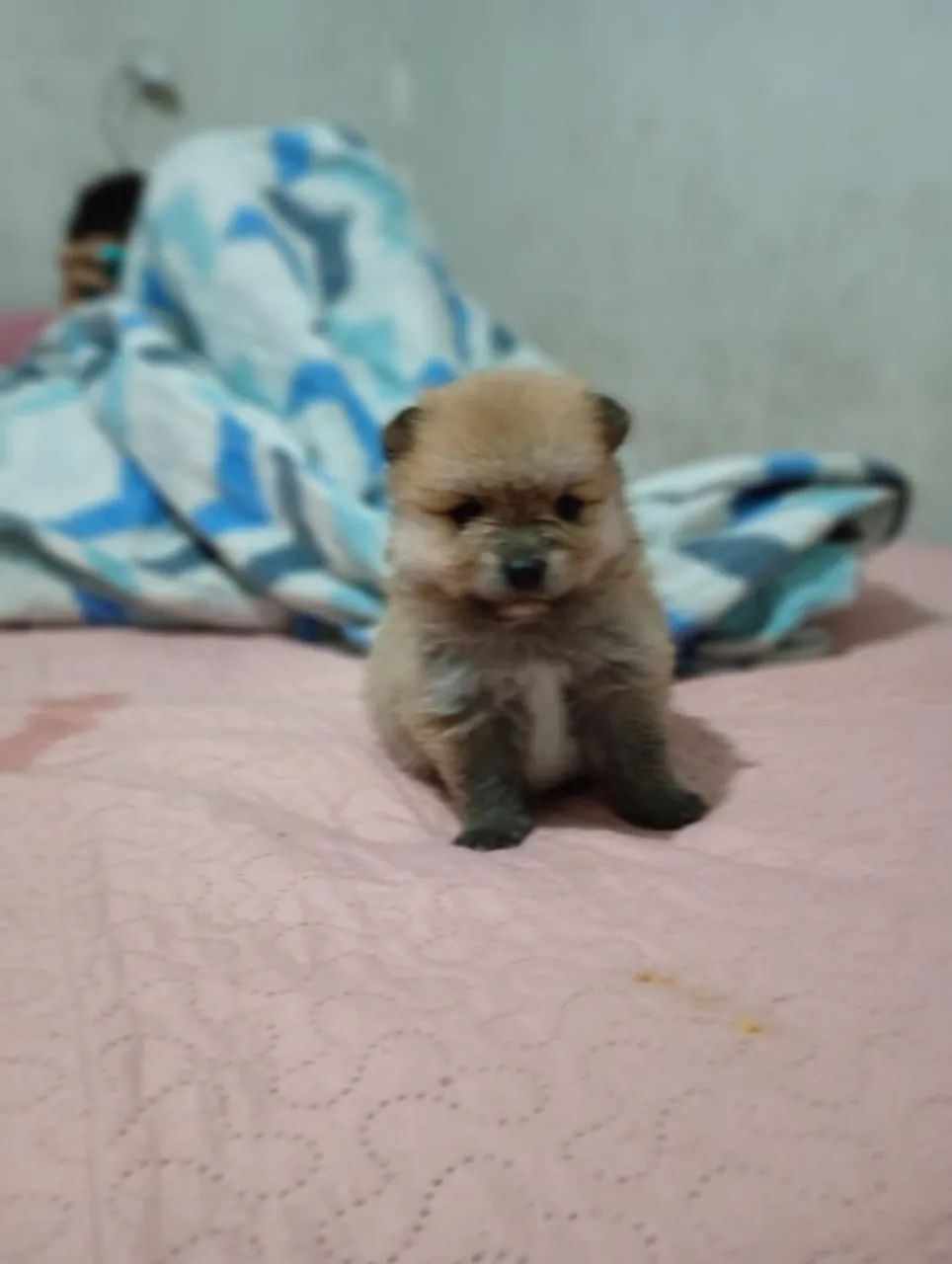 Filhote Spitz alemão macho e fêmea 