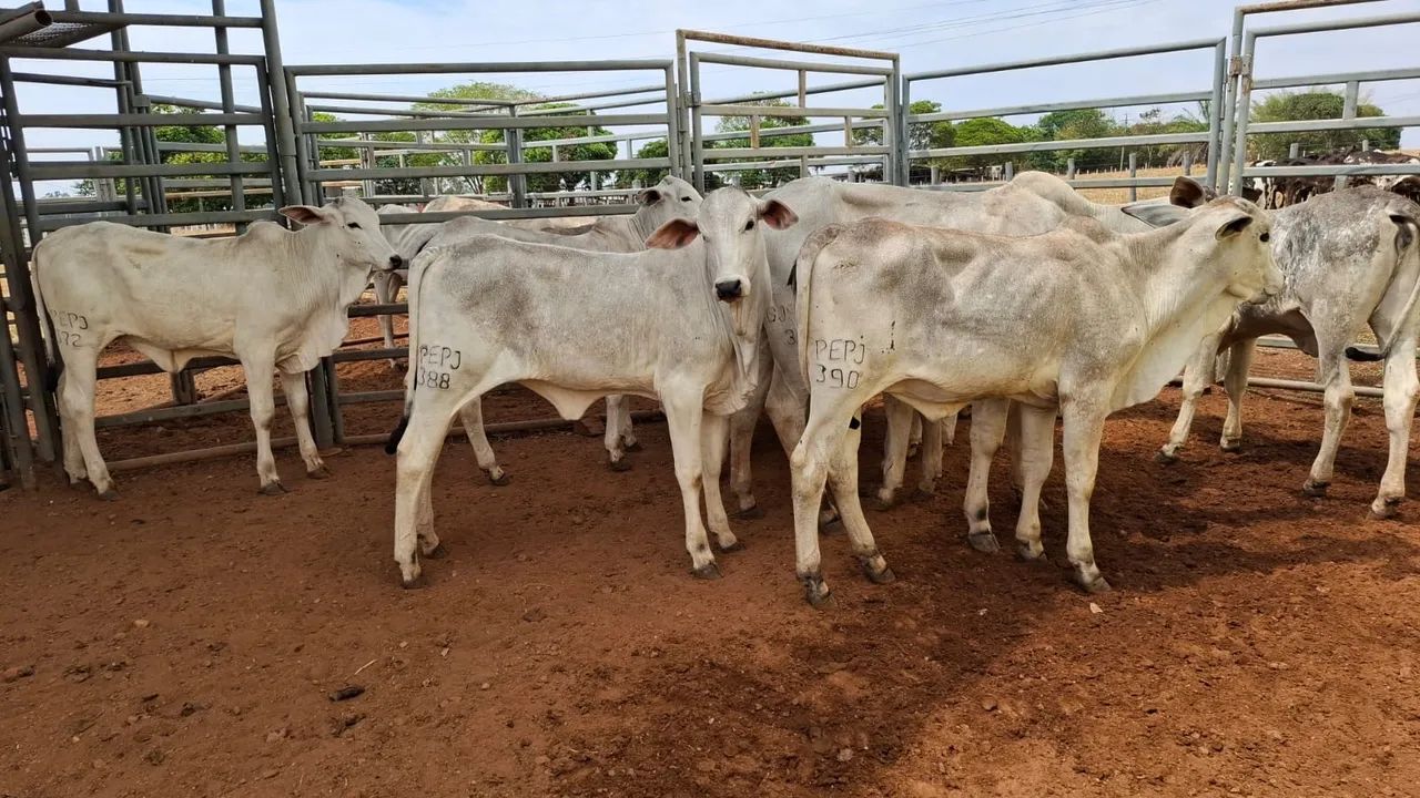 Bezerras PO  - Foto 6