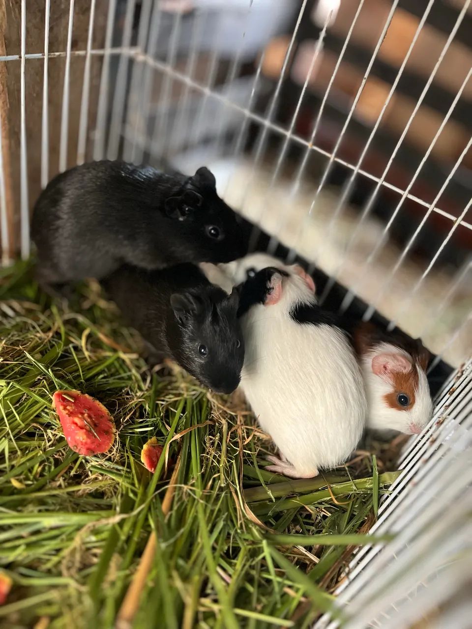 Porquinho da índia 64650777813378122