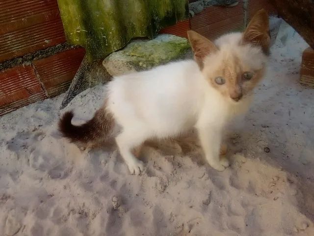 filhote de gato para adoção - Foto 4