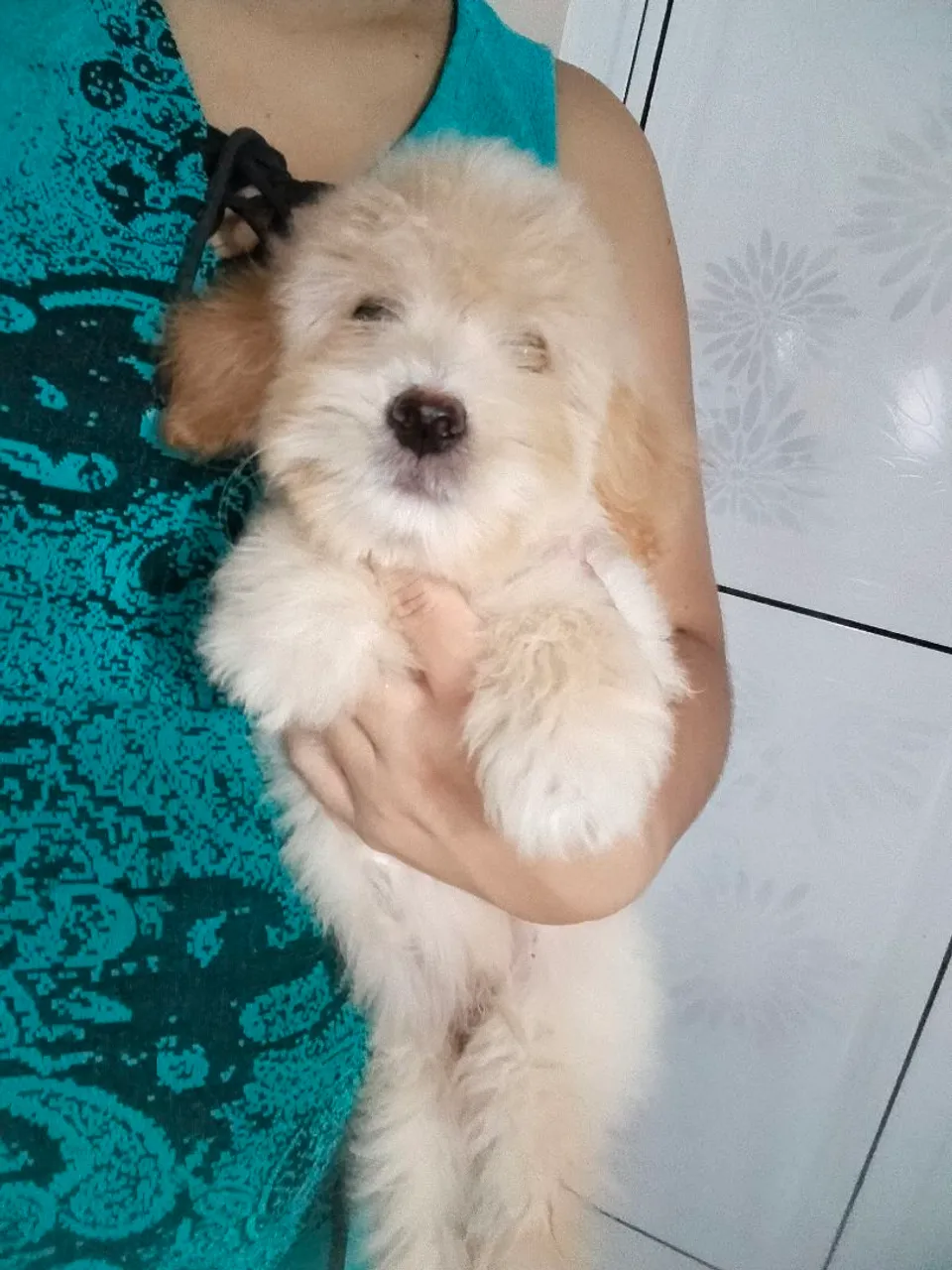 Filhote de Poodle macho
