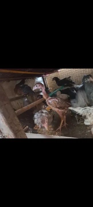 PINTINHOS E FRANGUINHO CAIPIRA. - Foto 5