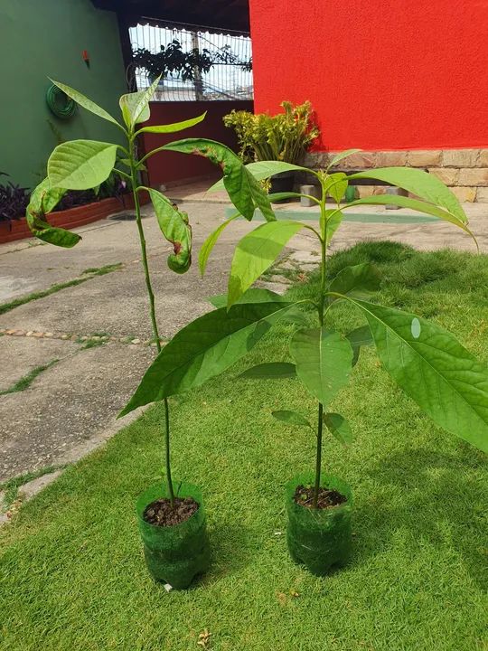 Mudas de Abacate do CHILE exclusiva