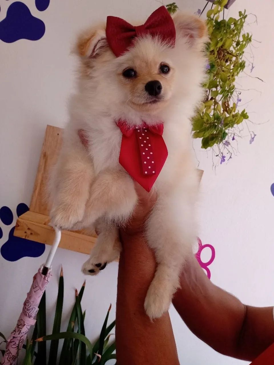 Filhotes de Lulu 