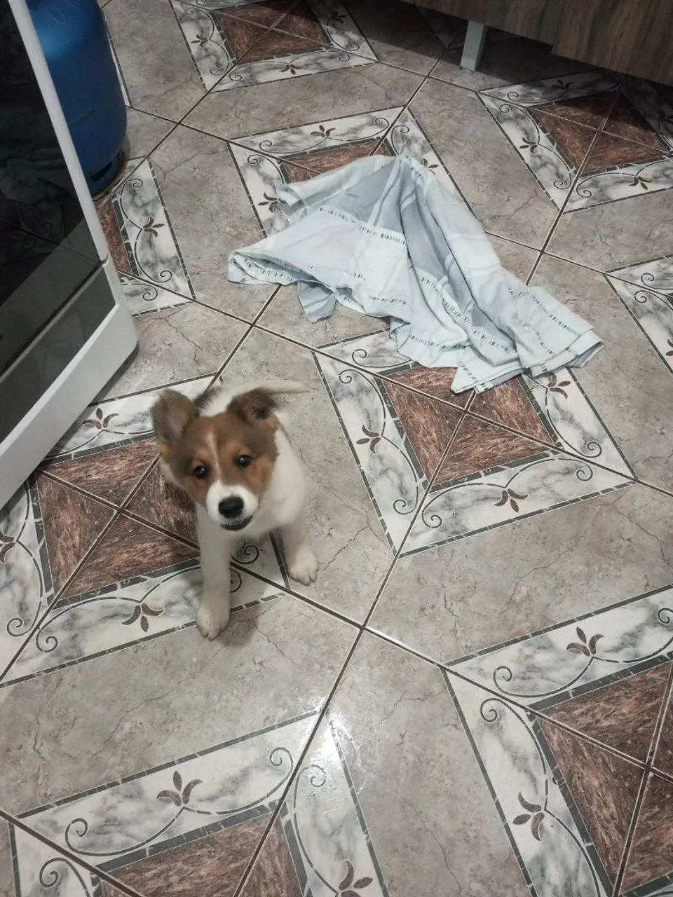 Filhote de cachorro disponível para adoção! - Foto 2