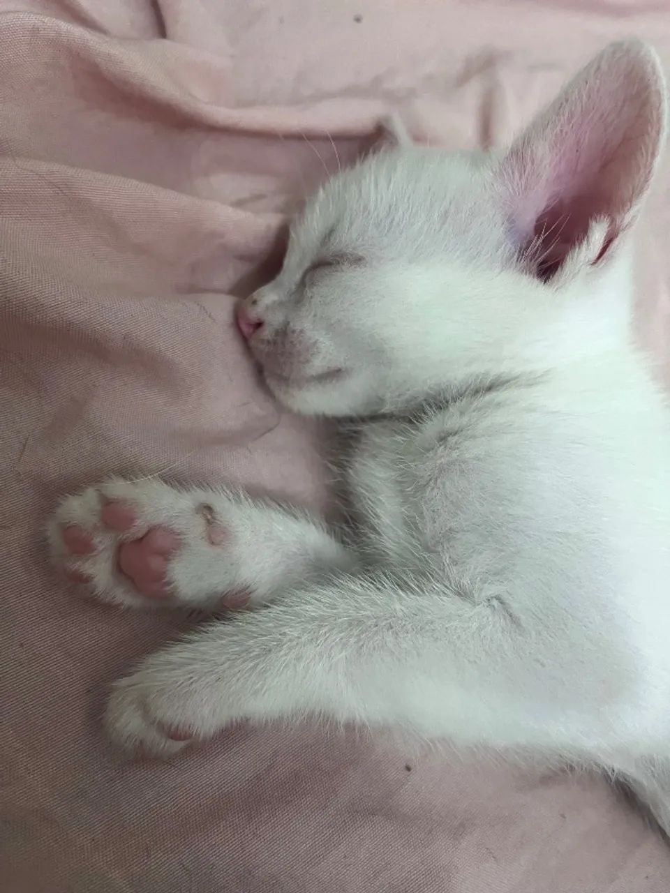 Gatinhos lindos para doação 64169288908417121