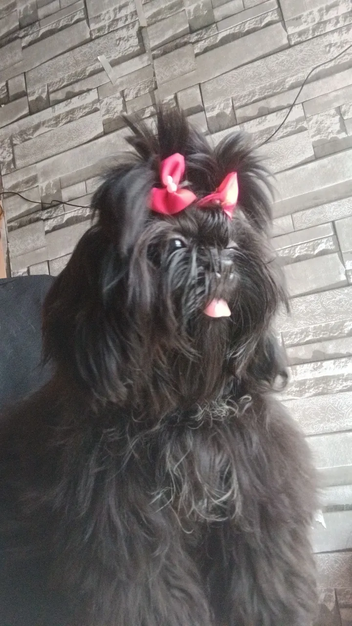 Shih Tzu Filhote - Peludo e Charmoso!