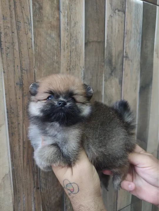 Vendo filhotes de Spitz Alemão (Lulu dá Pomerânia) 