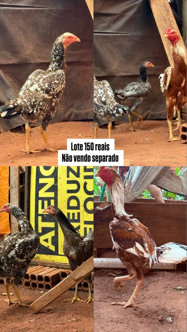 Frango índio com 2 frangas
