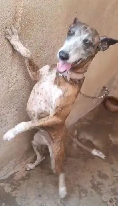 Cachorro de porte médio para adoção