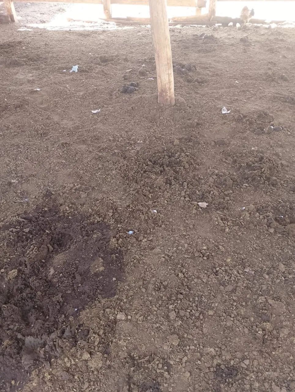 VENDO ESTERCO DE GADO PARA SUA PLANTAÇÃO  - Foto 4