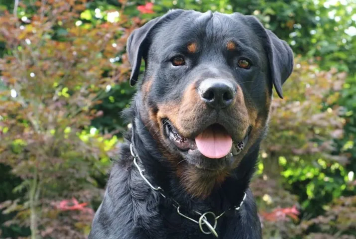 doação rottweiler