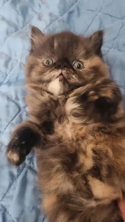 Filhote persa tortie escamada fêmea disponível  - Foto 5