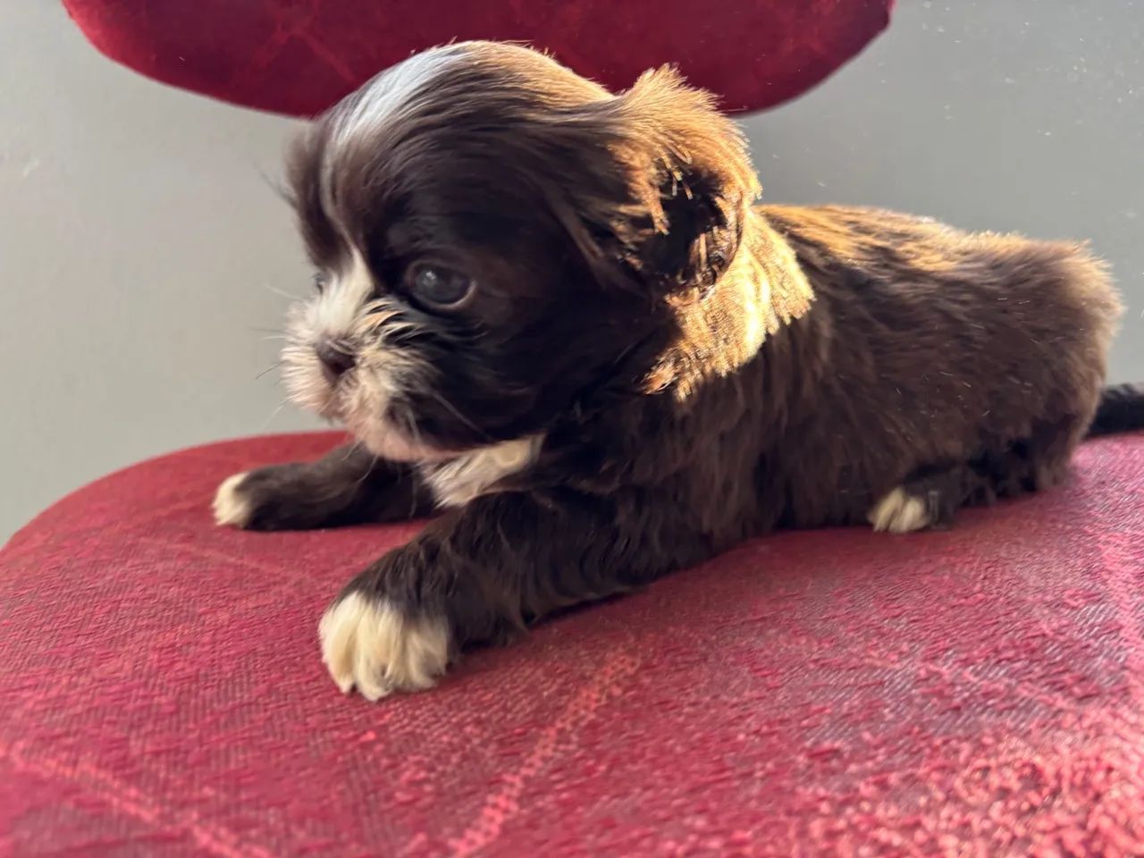 Shitzu filhote disponíveis  - Foto 4