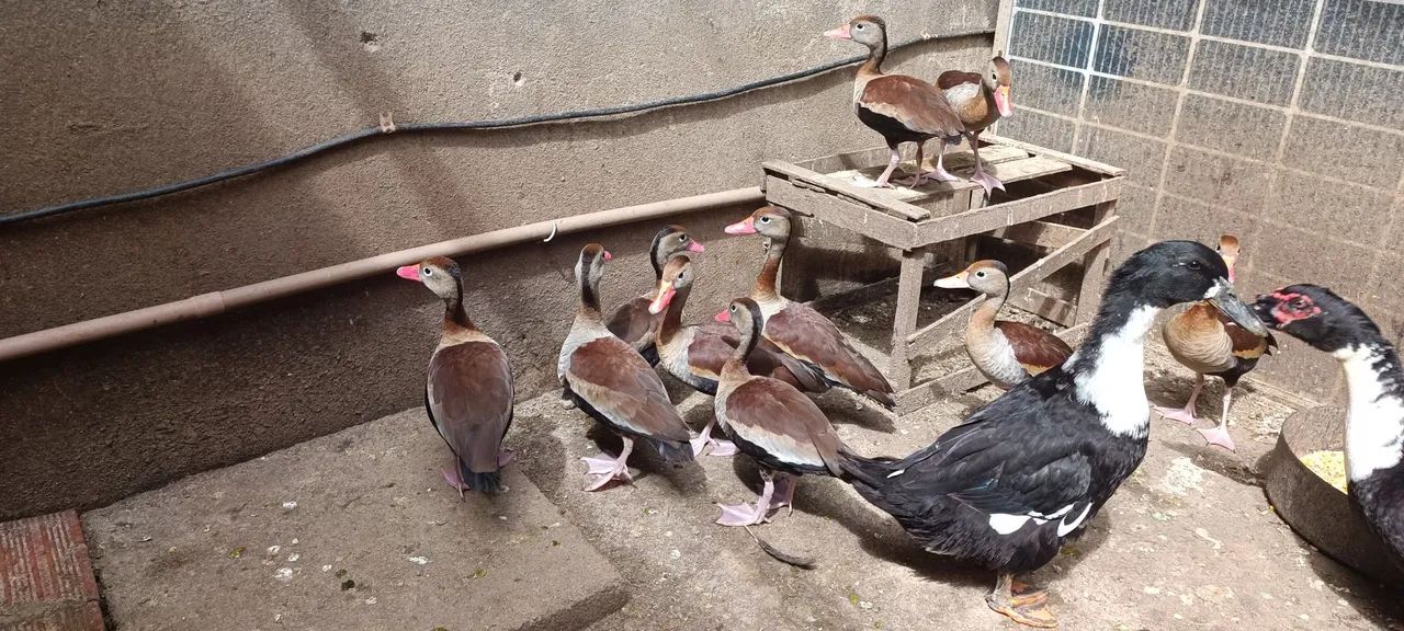 Patos e marrecas saudáveis. - Foto 5