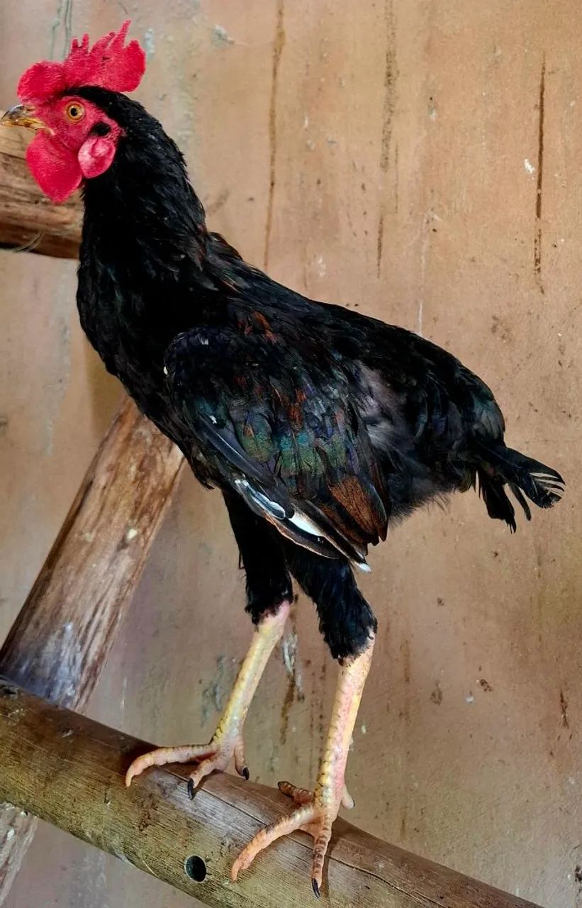 Frango Suro  - Foto 3