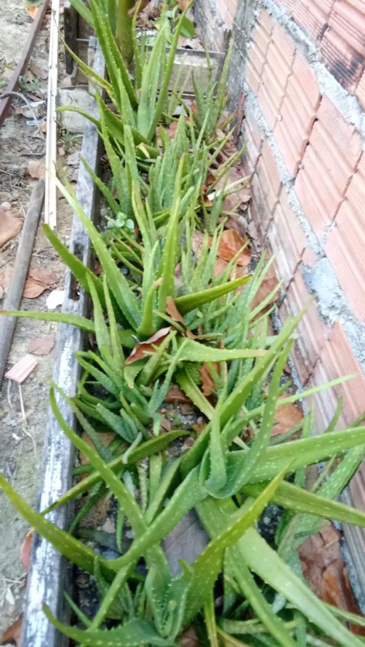 Baboseira  - Foto 2