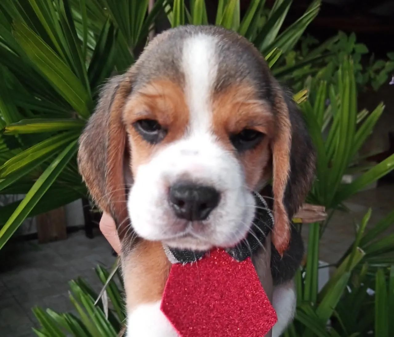   Beagle  - Foto 2