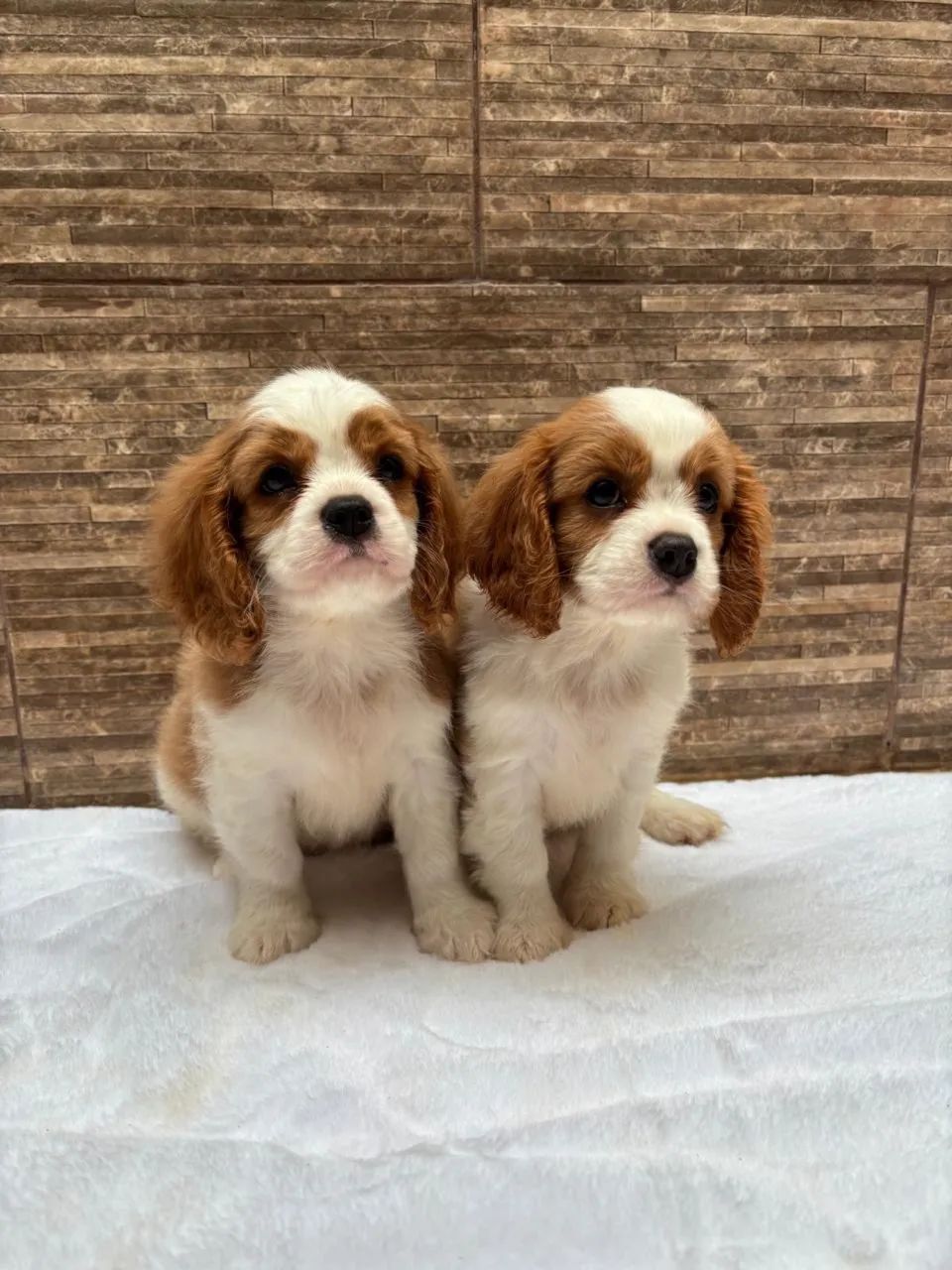 Cavalier legítimo entrego  - Foto 4