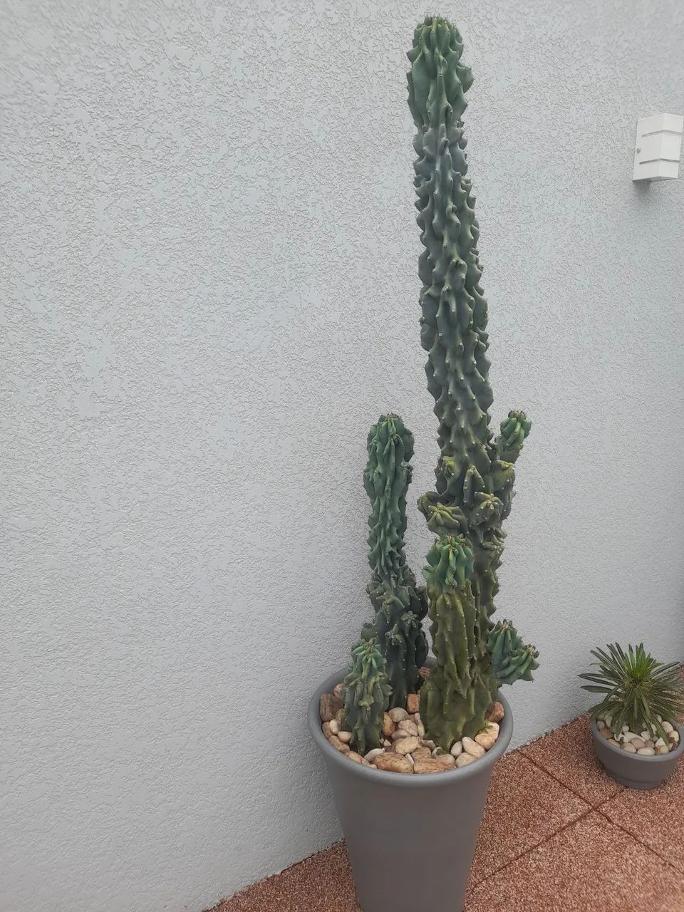 Cactos monstro  - Foto 3