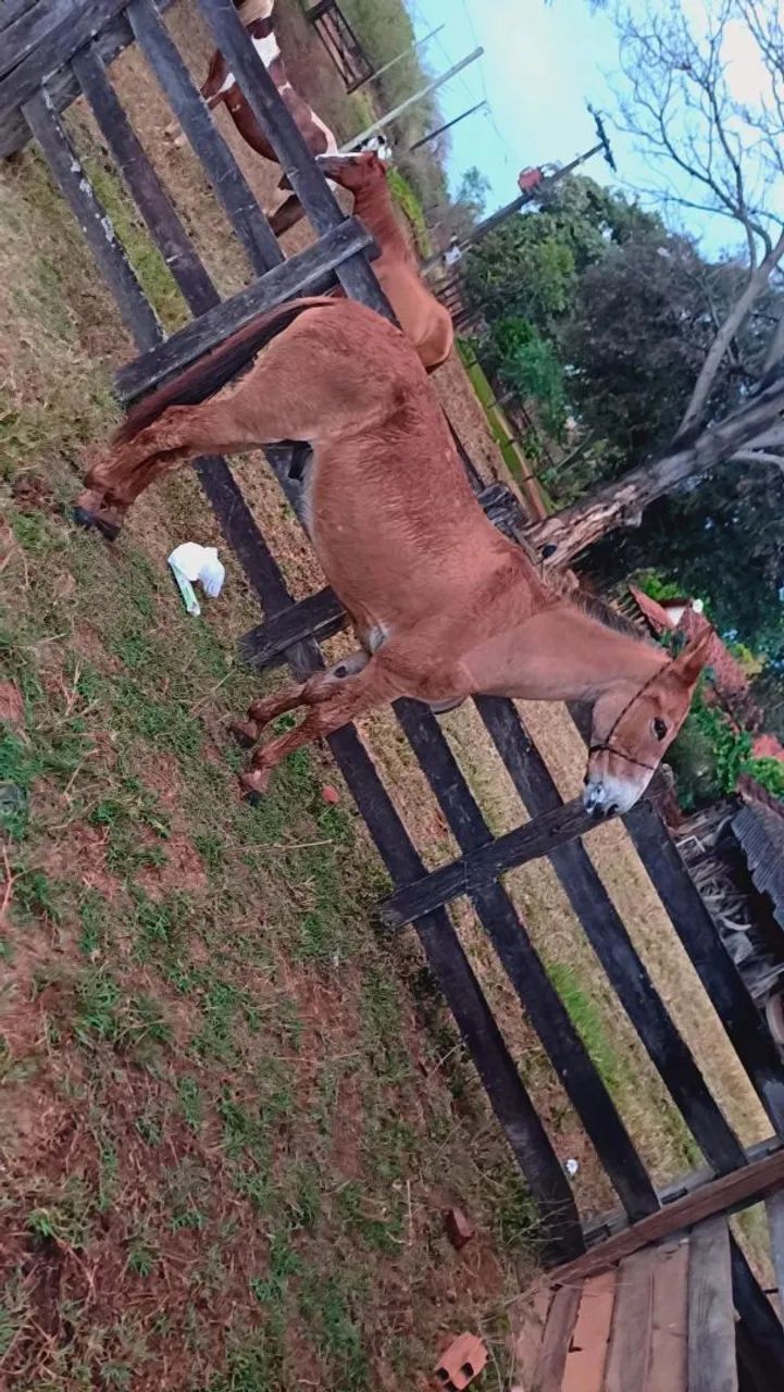 Burro 