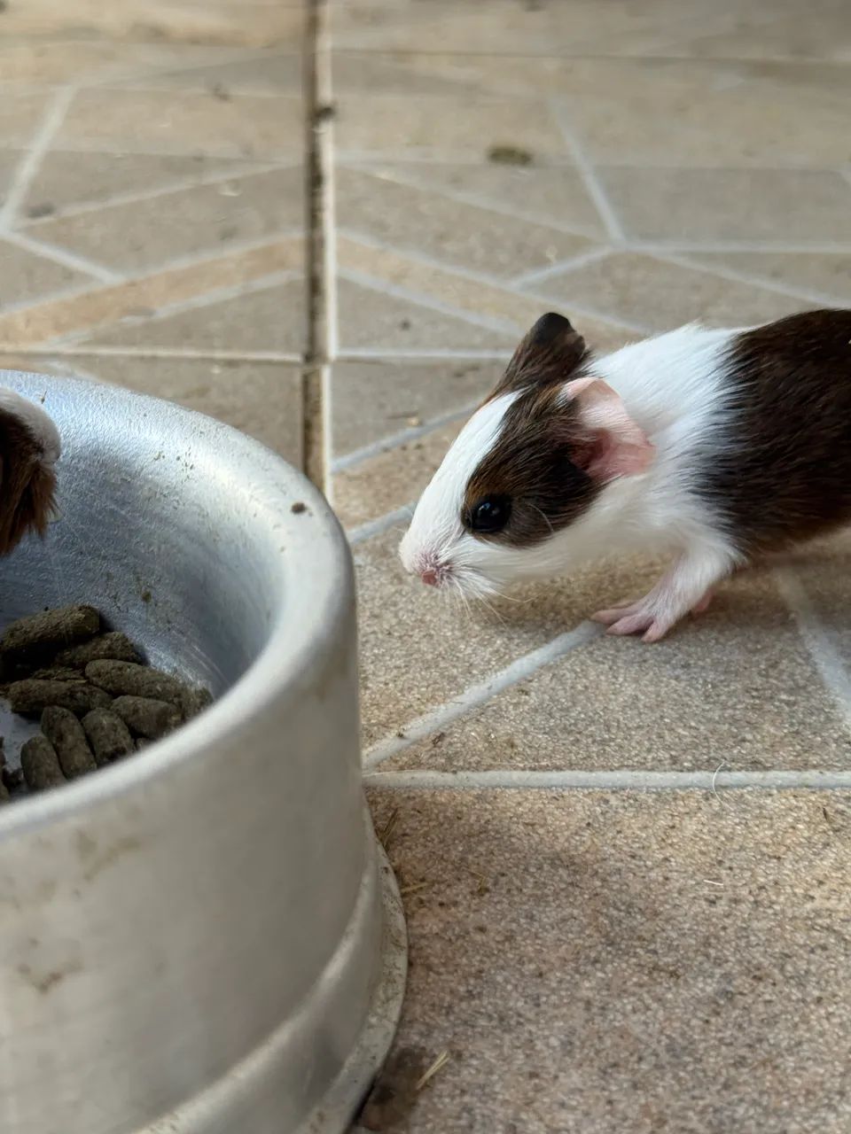 Porquinhos da Índia  - Foto 2