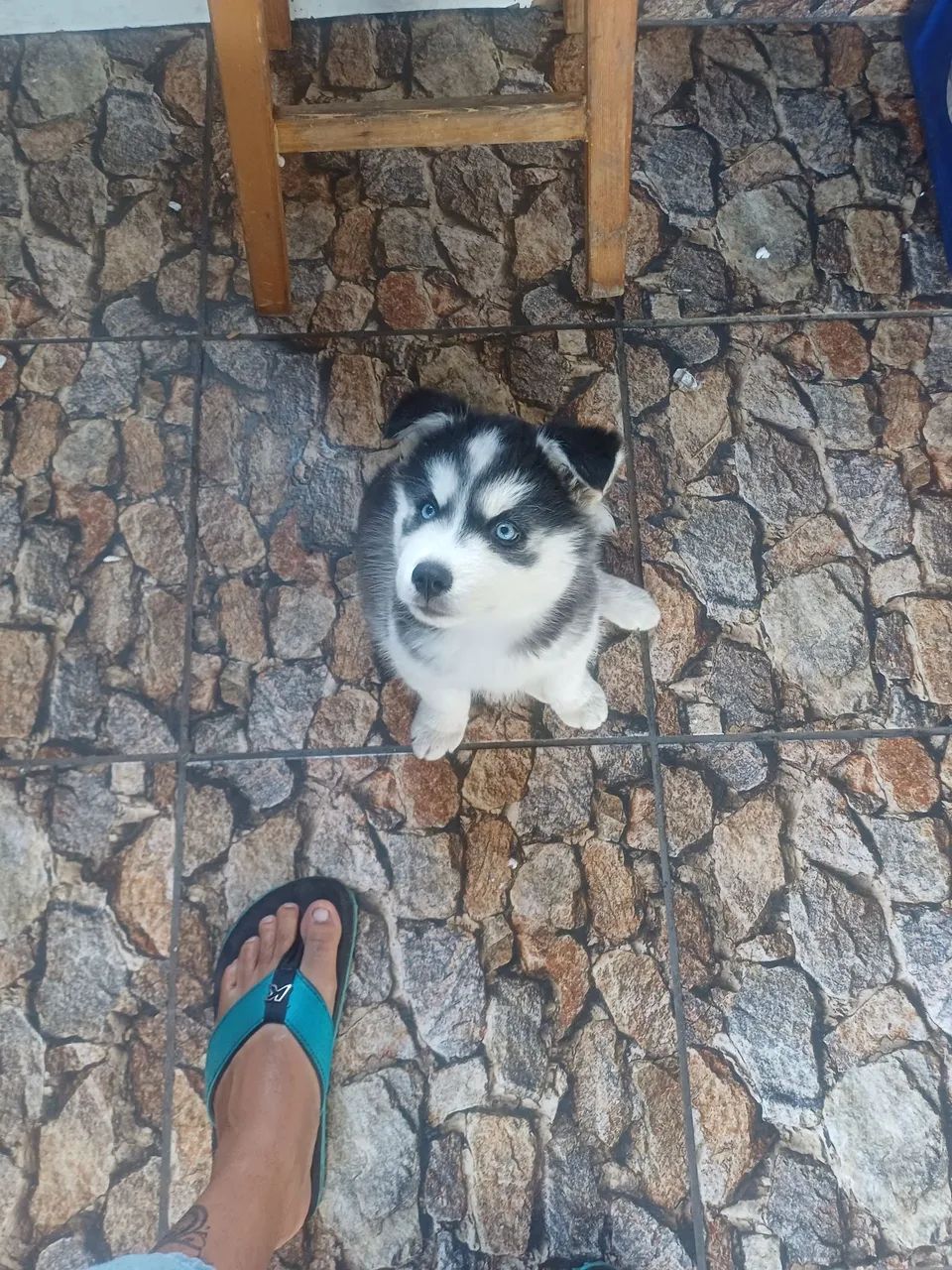 Husky siberiano  - Foto 3