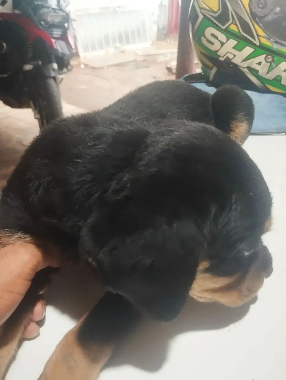 Filhotes de rottweiler  - Foto 3