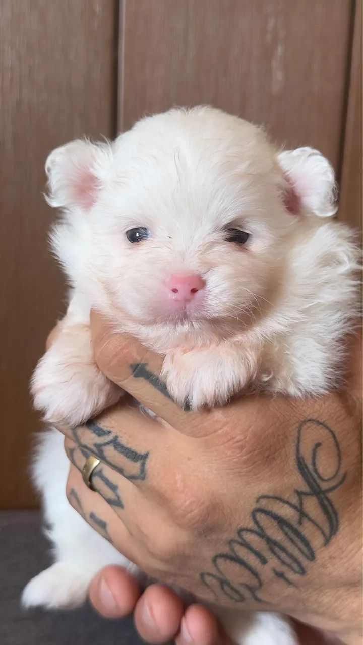 Lulu Spitz alemão - Foto 2