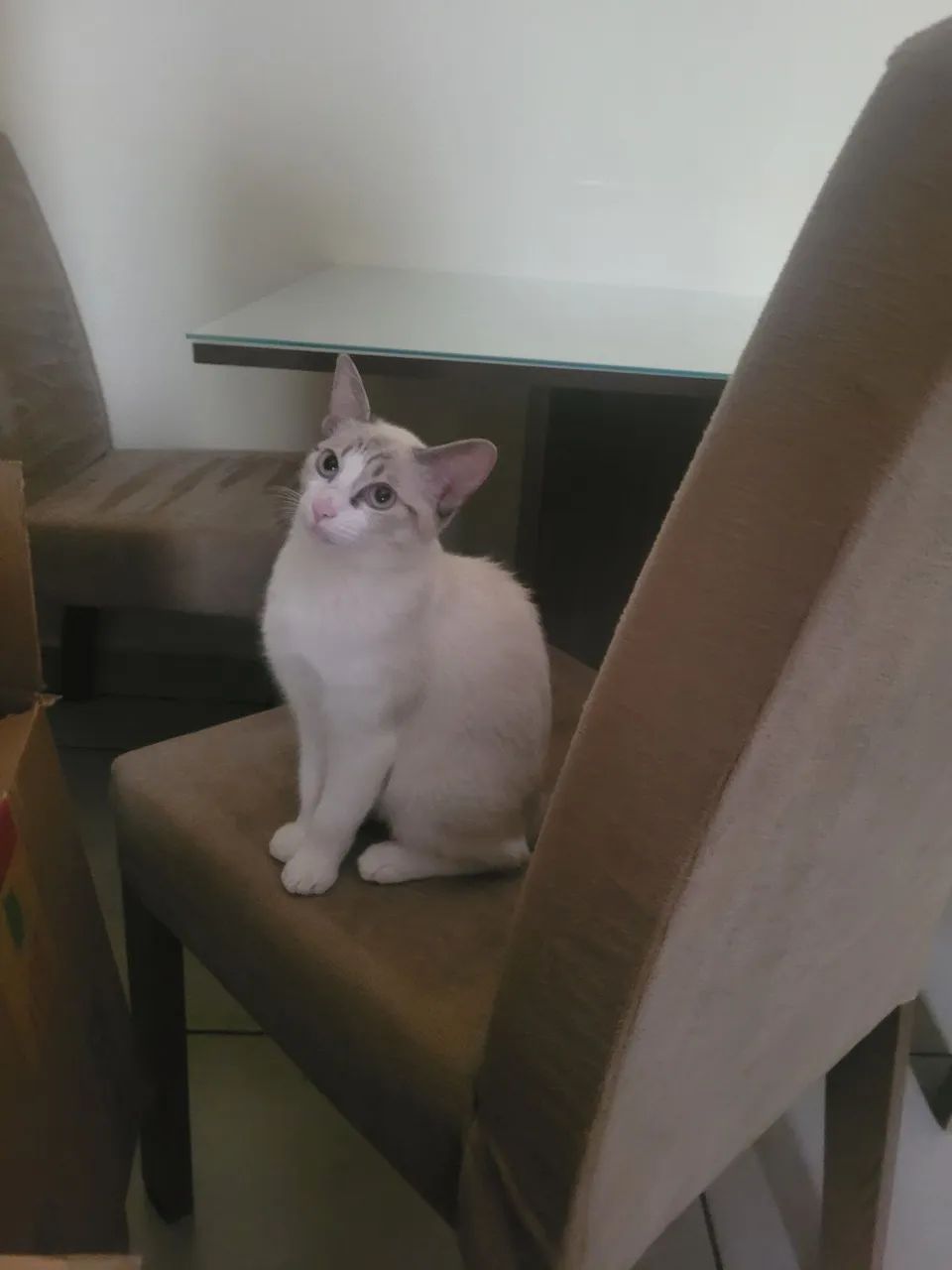 Filhote de gato - Foto 3